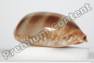 Seashell 0052